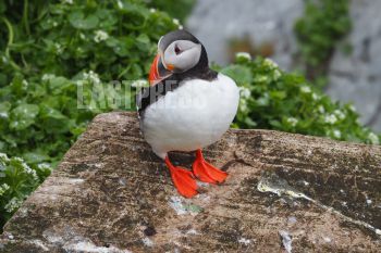 EA347104, Eastpress, Vardö, Norway